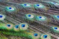 Portrait of beautiful peacock with feathers out Royalty Free Stock Photo