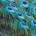 Portrait of beautiful peacock with feathers out Royalty Free Stock Photo