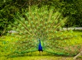 Portrait of beautiful peacock