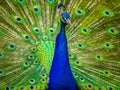 Portrait of beautiful peacock