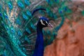 Portrait of beautiful peacock with feathers out brightly bird