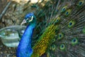 Portrait of beautiful peacock with feathers out