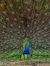 Portrait of beautiful peacock with feathers out. Royalty Free Stock Photo