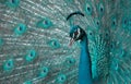 Portrait of beautiful peacock with feathers out large abird Royalty Free Stock Photo