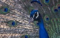 Portrait of beautiful peacock with feathers out large abird Royalty Free Stock Photo