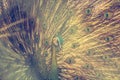 The Portrait of beautiful peacock with feathers out made with filter Royalty Free Stock Photo