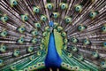 Portrait of beautiful peacock with feathers out (Pavo cristatus)