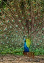 Portrait of beautiful peacock with feathers out. Royalty Free Stock Photo
