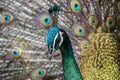 Portrait of beautiful peacock with feathers out Royalty Free Stock Photo