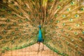 Portrait of beautiful peacock with feathers out Royalty Free Stock Photo