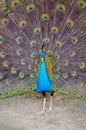 Portrait of beautiful peacock with feathers out Royalty Free Stock Photo