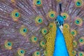 Portrait of beautiful peacock with feathers out Royalty Free Stock Photo