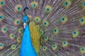 Portrait of beautiful peacock with feathers out Royalty Free Stock Photo