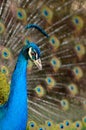 Portrait of beautiful peacock with feathers out Royalty Free Stock Photo