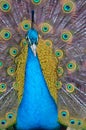 Portrait of beautiful peacock with feathers out Royalty Free Stock Photo