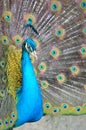 Portrait of beautiful peacock with feathers out Royalty Free Stock Photo