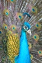 Portrait of beautiful peacock with feathers out Royalty Free Stock Photo