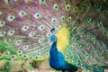 Portrait of beautiful peacock with feathers out Royalty Free Stock Photo