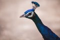 Portrait of beautiful peacock head close up Royalty Free Stock Photo