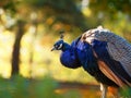 Portrait of beautiful peacock in nature. Portrait animal Royalty Free Stock Photo