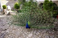 Portrait of beautiful peacock with spreading its tail Royalty Free Stock Photo