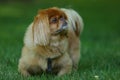 Portrait of beautiful pekinese dog.