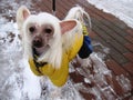 portrait of a beautiful pet breed crested chinese dog