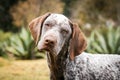 Portrait of a beautiful pointer dog Royalty Free Stock Photo