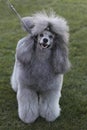Portrait of beautiful poodle dog.