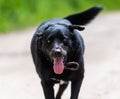 Portrait of a beautiful, positive running black dog Royalty Free Stock Photo