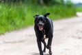 Portrait of a beautiful, positive running black dog Royalty Free Stock Photo