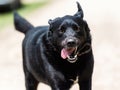 Portrait of a beautiful, positive running black dog Royalty Free Stock Photo
