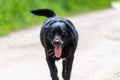 Portrait of a beautiful, positive running black dog Royalty Free Stock Photo