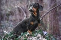 Portrait of a beautiful and proud Dachshund dog, black and tan, stands on a stone covered with ivy and spring flowers in the Royalty Free Stock Photo