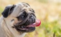 Portrait of beautiful pug puppy dog half- face with tonghe sticked out on nature background