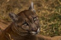 Portrait of Beautiful Puma. Cougar, mountain lion, puma, panther, striking pose, scene in the woods, wildlife America