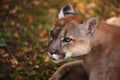 Portrait of Beautiful Puma in forest. American cougar - mountain lion. Wild cat in the autumn forest, scene in the