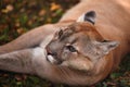 Portrait of Beautiful Puma in forest. American cougar - mountain lion. Wild cat in the autumn forest, scene in the