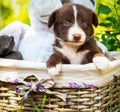 A beautiful puppy sits in a basket with toys in the park in the green grass. Royalty Free Stock Photo