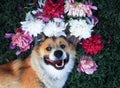 beautiful puppy of a corgi dog lies on a green meadow surrounded by lush grass and flowers of pink fragrant peonies Royalty Free Stock Photo