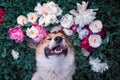 Portrait of a beautiful puppy of a corgi dog lies on a green meadow surrounded by lush grass and flowers of pink fragrant peonies Royalty Free Stock Photo