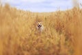 Cute portrait of beautiful puppy dog Corgi fun runs in Golden ears on a field of ripe wheat in the village in the summer funny Royalty Free Stock Photo