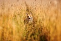 Portrait of beautiful puppy dog Corgi walking in Golden ears on a field of ripe wheat in the village in the summer funny sticking Royalty Free Stock Photo