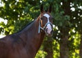 Portrait of beautiful purebred akhal-teke horse in evening farm yard Royalty Free Stock Photo