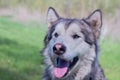 Portrait of a beautiful purebred dog Alaskan Malamute Royalty Free Stock Photo