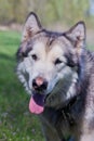 Portrait of a beautiful purebred dog Alaskan Malamute Royalty Free Stock Photo