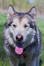 Portrait of a beautiful purebred dog Alaskan Malamute Royalty Free Stock Photo