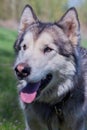 Portrait of a beautiful purebred dog Alaskan Malamute Royalty Free Stock Photo