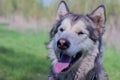 Portrait of a beautiful purebred dog Alaskan Malamute Royalty Free Stock Photo