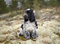 Portrait of a beautiful, purebred English Cocker Spaniel puppy. The baby is sitting on a rocky ledge overgrown with moss Royalty Free Stock Photo